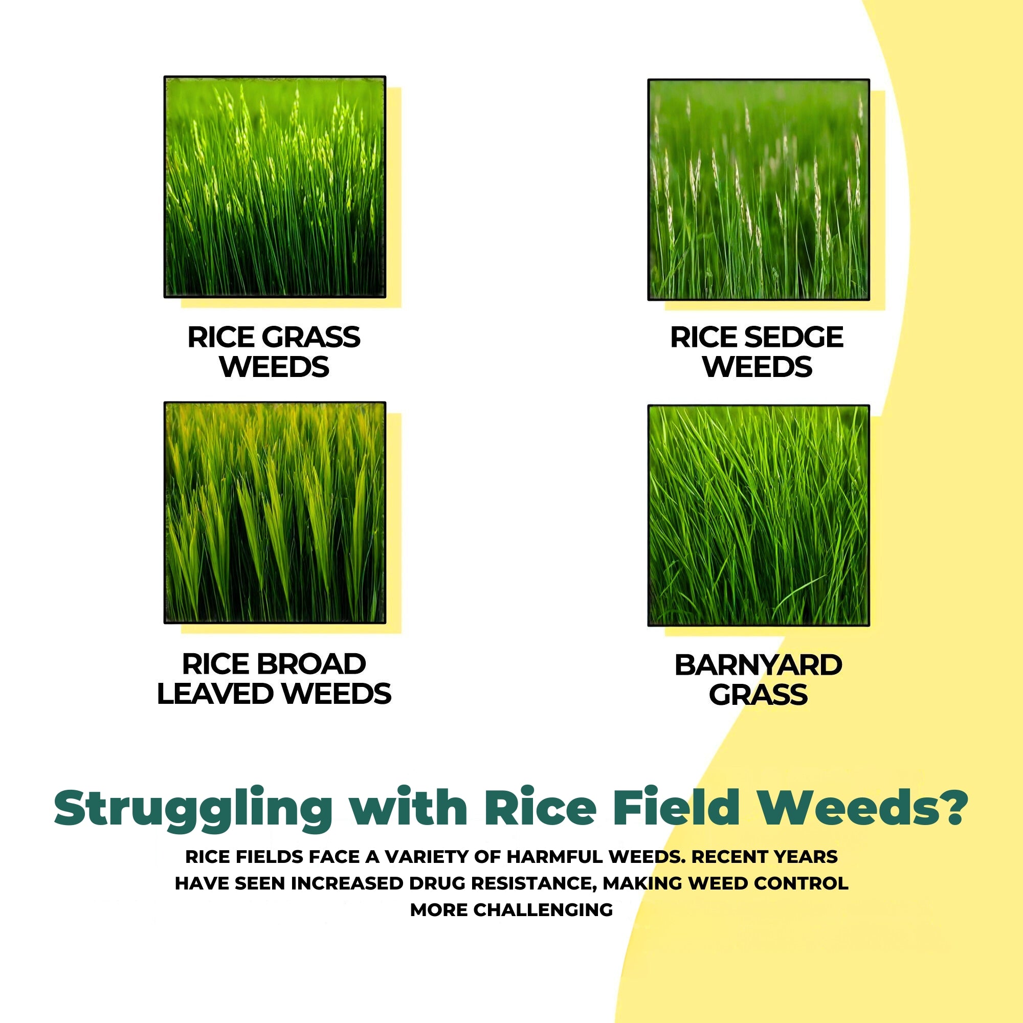 Glyphosate Herbicide Weed Killer with High-Concentration